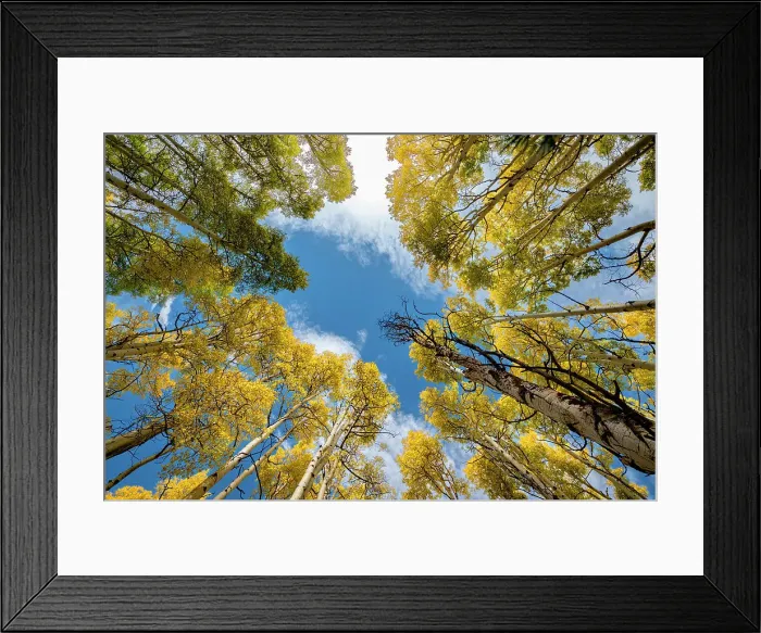 Framed Print : Aspen forest provides a piece of heaven, Colorado, Walden, USA Framed Print : Aspen forest provides a piece of heaven, Colorado, Walden, USA