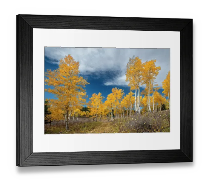 Framed Print : Aspens glow with fall color, Colorado, Walden, USA
