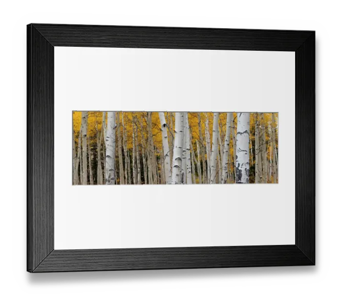 Framed Print : Aspen tree trunks and leaves blend in this autumn image, Rocky Mountains, Colorado, USA Framed Print : Aspen tree trunks and leaves blend in this autumn image, Rocky Mountains, Colorado, USA