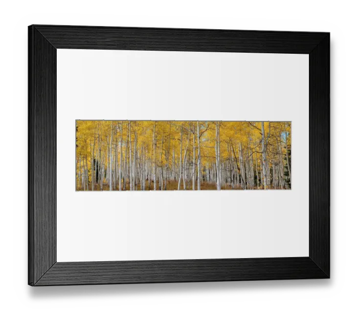 Framed Print : Aspen grove in fall glows in this image. Rocky Mountains, Colorado, USA Framed Print : Aspen grove in fall glows in this image. Rocky Mountains, Colorado, USA