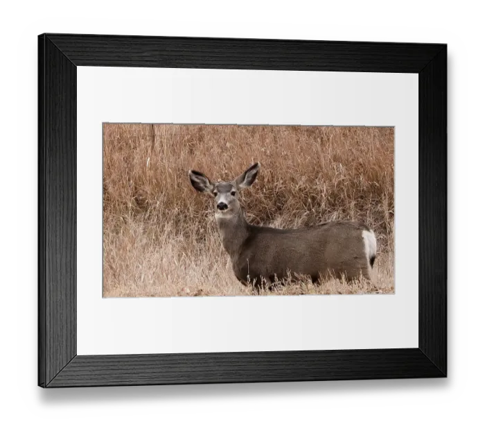 Framed Print : Deer looking at camera Framed Print : Deer looking at camera