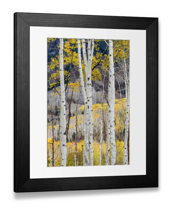 Framed Print : USA, Colorado. Light dappled Aspen forests, Kebler Pass, Gunnison National Forest Framed Print : USA, Colorado. Light dappled Aspen forests, Kebler Pass, Gunnison National Forest