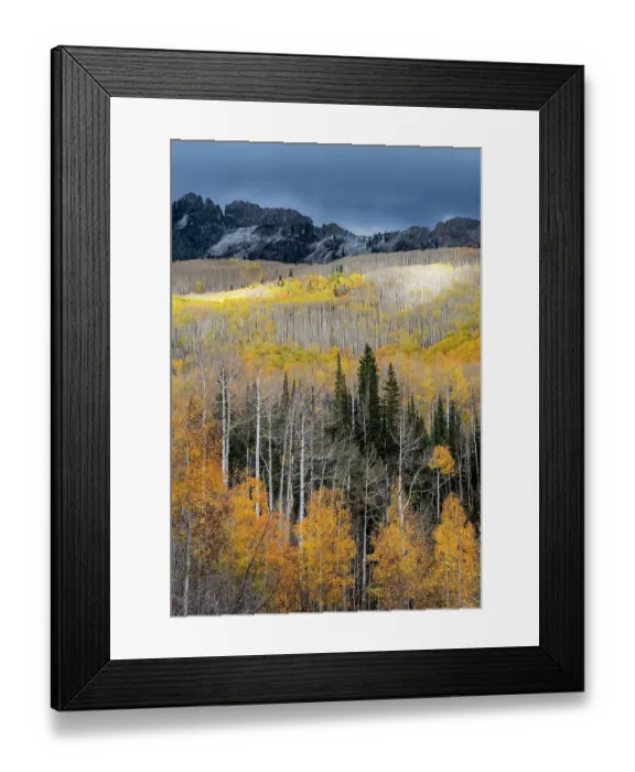 Framed Print : USA, Colorado. Light dappled Aspen forests, Kebler Pass, Gunnison National Forest Framed Print : USA, Colorado. Light dappled Aspen forests, Kebler Pass, Gunnison National Forest