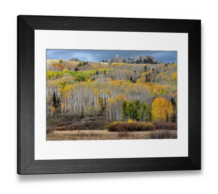Framed Print : USA, Colorado. Light dappled Aspen forests, Kebler Pass, Gunnison National Forest Framed Print : USA, Colorado. Light dappled Aspen forests, Kebler Pass, Gunnison National Forest