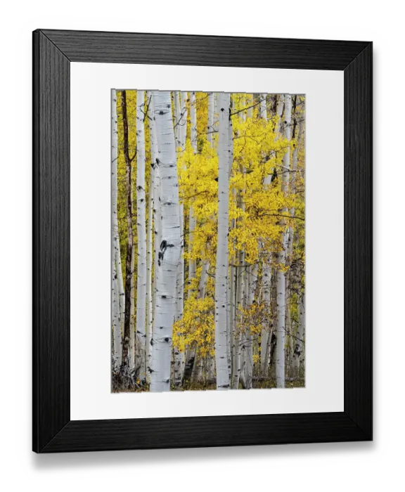 Framed Print : USA, Colorado. Light dappled Aspen forests, Kebler Pass, Gunnison National Forest