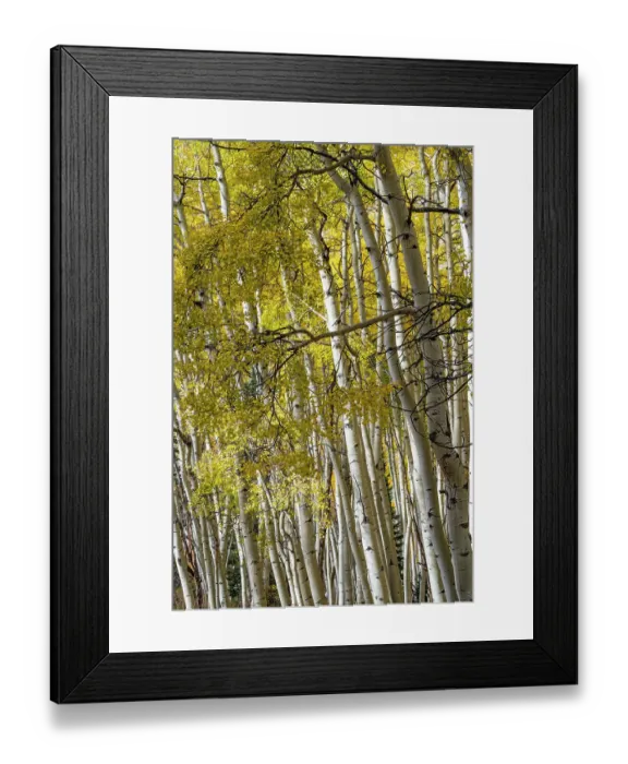 Framed Print : USA, Colorado. Light dappled Aspen forests, Kebler Pass, Gunnison National Forest Framed Print : USA, Colorado. Light dappled Aspen forests, Kebler Pass, Gunnison National Forest