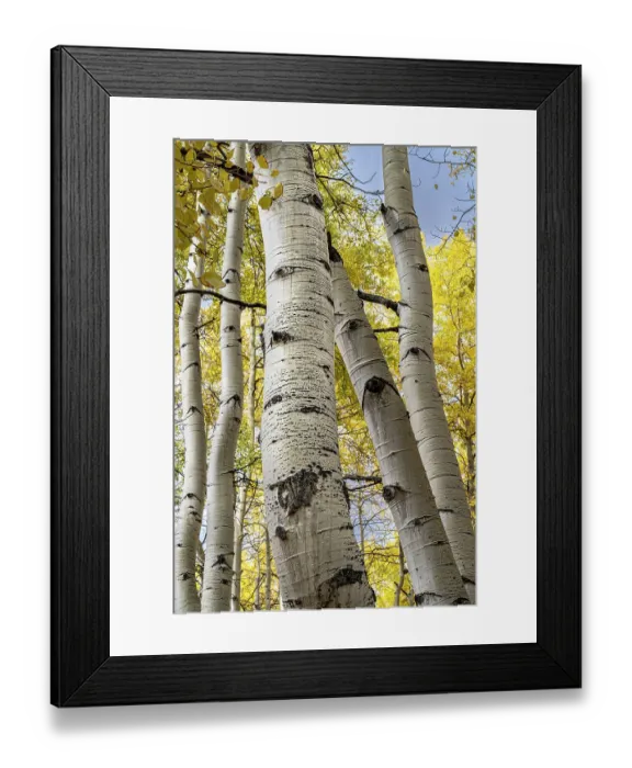Framed Print : USA, Colorado. Light dappled Aspen forests, Kebler Pass, Gunnison National Forest