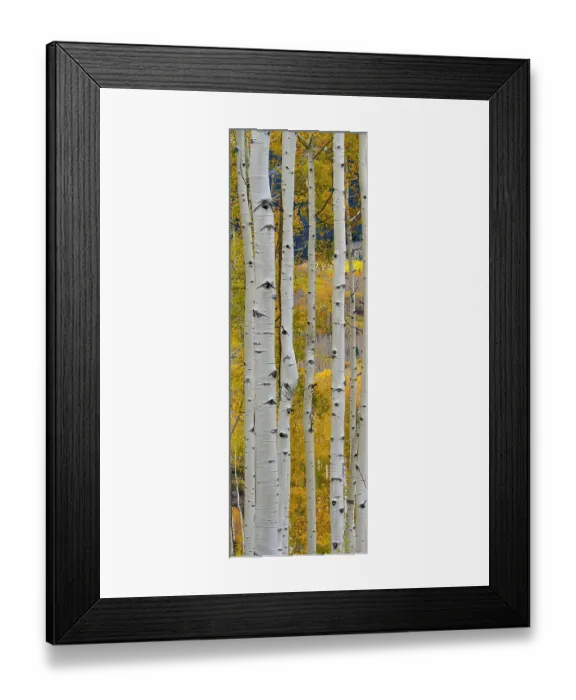 Framed Print : USA, Colorado. Light dappled Aspen forests, Kebler Pass, Gunnison National Forest