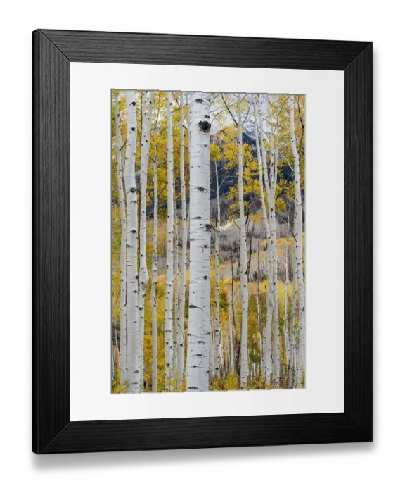 Framed Print : USA, Colorado. Light dappled Aspen forests, Kebler Pass, Gunnison National Forest Framed Print : USA, Colorado. Light dappled Aspen forests, Kebler Pass, Gunnison National Forest
