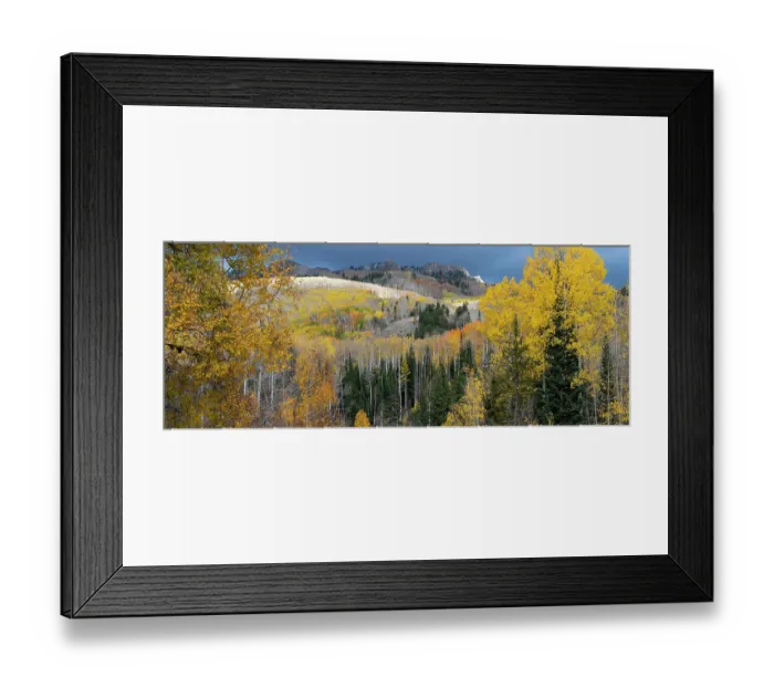 Framed Print : USA, Colorado. Light dappled Aspen forests, Kebler Pass, Gunnison National Forest Framed Print : USA, Colorado. Light dappled Aspen forests, Kebler Pass, Gunnison National Forest