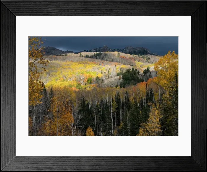 Framed Print : USA, Colorado. Light dappled Aspen forests, Kebler Pass, Gunnison National Forest Framed Print : USA, Colorado. Light dappled Aspen forests, Kebler Pass, Gunnison National Forest