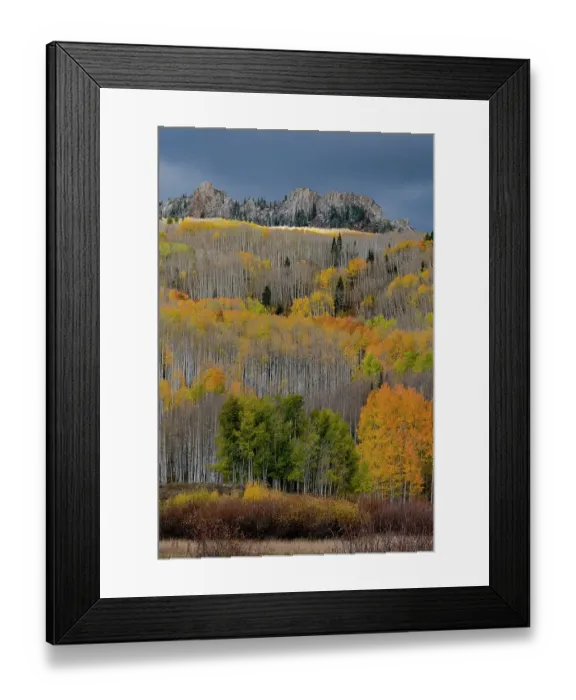 Framed Print : USA, Colorado. Light dappled Aspen forests, Kebler Pass, Gunnison National Forest