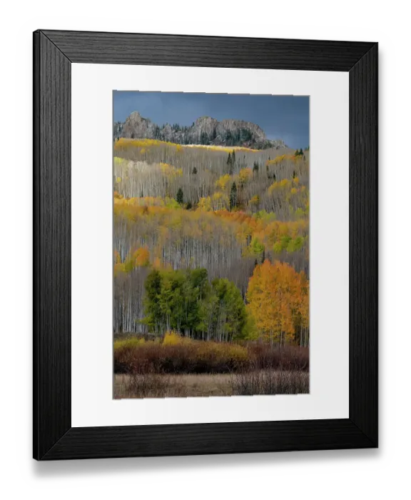 Framed Print : USA, Colorado. Light dappled Aspen forests, Kebler Pass, Gunnison National Forest