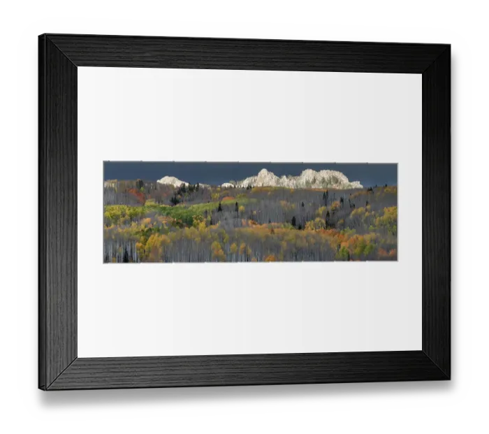 Framed Print : USA, Colorado. Light dappled Aspen forests, Kebler Pass, Gunnison National Forest Framed Print : USA, Colorado. Light dappled Aspen forests, Kebler Pass, Gunnison National Forest