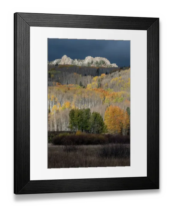 Framed Print : USA, Colorado. Light dappled Aspen forests, Kebler Pass, Gunnison National Forest Framed Print : USA, Colorado. Light dappled Aspen forests, Kebler Pass, Gunnison National Forest