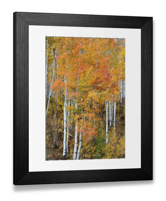 Framed Print : USA, Colorado. Aspen forests, Kebler Pass, Gunnison National Forest Framed Print : USA, Colorado. Aspen forests, Kebler Pass, Gunnison National Forest