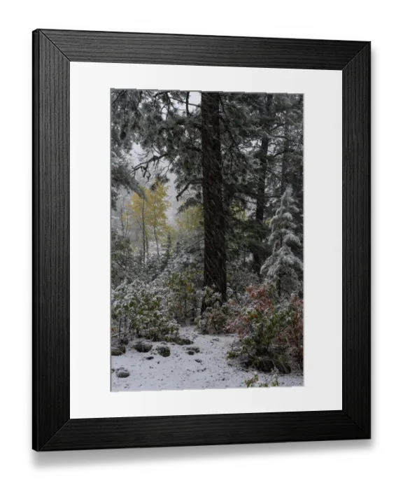 Framed Print : USA, Colorado. Late autumn snowfall, Gunnison National Forest Framed Print : USA, Colorado. Late autumn snowfall, Gunnison National Forest