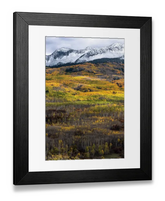 Framed Print : USA, Colorado. Light dappled Aspen forests, Kebler Pass, Gunnison National Forest