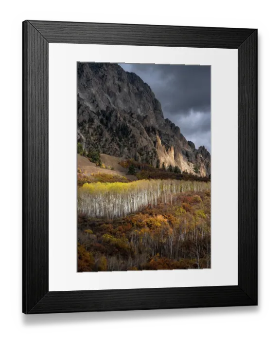 Framed Print : USA, Colorado. Light dappled Aspen forests, Kebler Pass, Gunnison National Forest Framed Print : USA, Colorado. Light dappled Aspen forests, Kebler Pass, Gunnison National Forest
