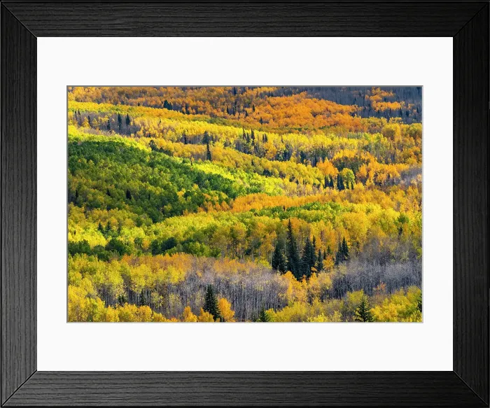 Framed Print : USA, Colorado. Light dappled Aspen forests, Kebler Pass, Gunnison National Forest