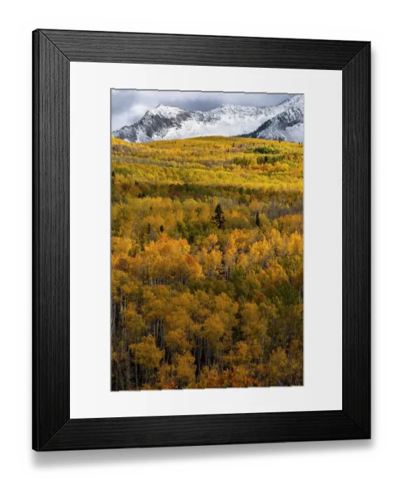 Framed Print : USA, Colorado. Light dappled Aspen forests, Kebler Pass, Gunnison National Forest Framed Print : USA, Colorado. Light dappled Aspen forests, Kebler Pass, Gunnison National Forest