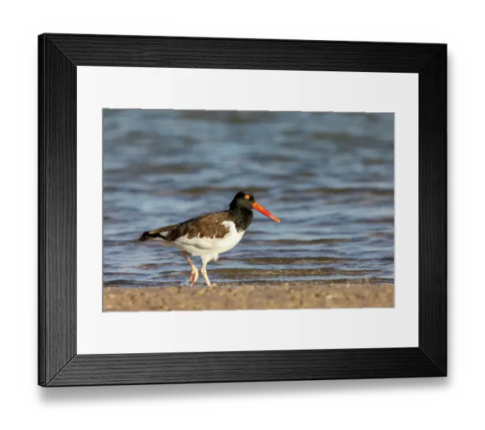 Framed Print : American oyster catcher in Fort DeSoto State Park, Florida, USA Framed Print : American oyster catcher in Fort DeSoto State Park, Florida, USA