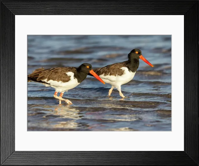 Framed Print : American oyster catchers in Fort DeSoto State Park, Florida, USA Framed Print : American oyster catchers in Fort DeSoto State Park, Florida, USA
