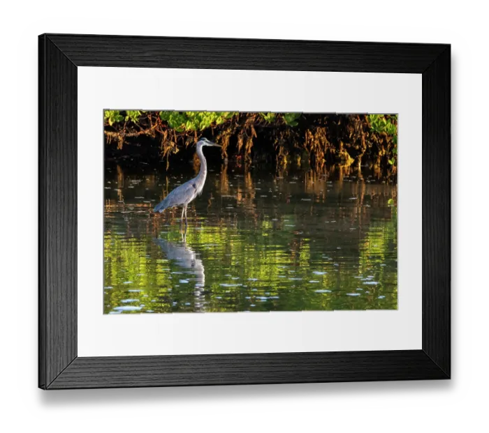 Framed Print : Great Blue Heron in Ding Darling National Wildlife Refuge on Sanibel Island, Florida, USA Framed Print : Great Blue Heron in Ding Darling National Wildlife Refuge on Sanibel Island, Florida, USA