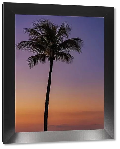Palm tree silhouetted against the sunrise on Sanibel Island, Florida, USA