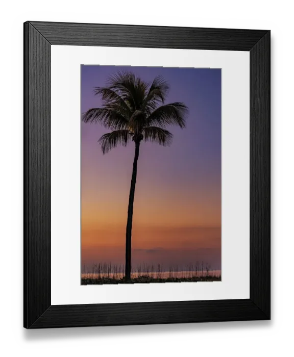Framed Print : Palm tree silhouetted against the sunrise on Sanibel Island, Florida, USA Framed Print : Palm tree silhouetted against the sunrise on Sanibel Island, Florida, USA