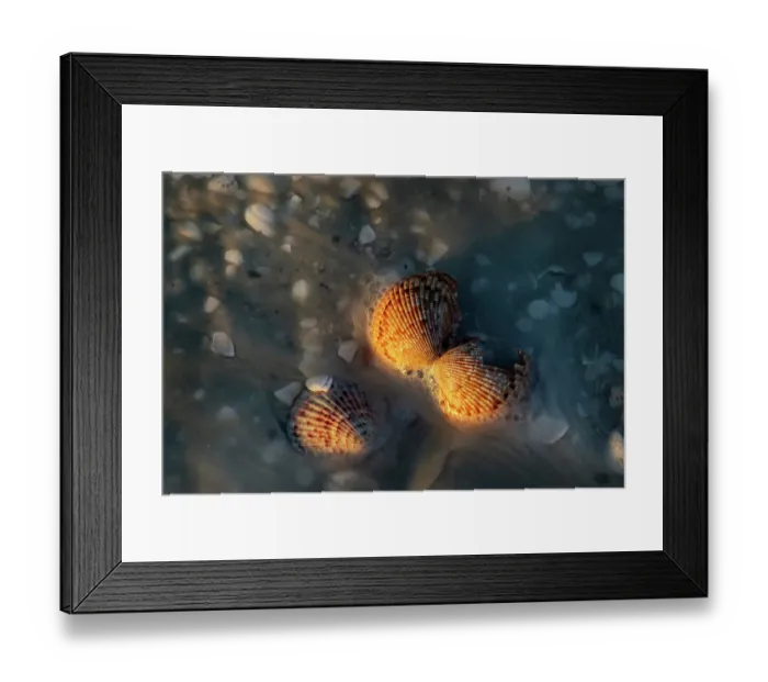 Framed Print : Incoming surf and seashells on Sanibel Island, Florida, USA Framed Print : Incoming surf and seashells on Sanibel Island, Florida, USA