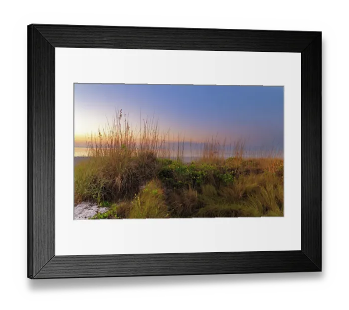 Framed Print : Dune sunflowers and sea oats along Sanibel Island beach in Florida, USA Framed Print : Dune sunflowers and sea oats along Sanibel Island beach in Florida, USA