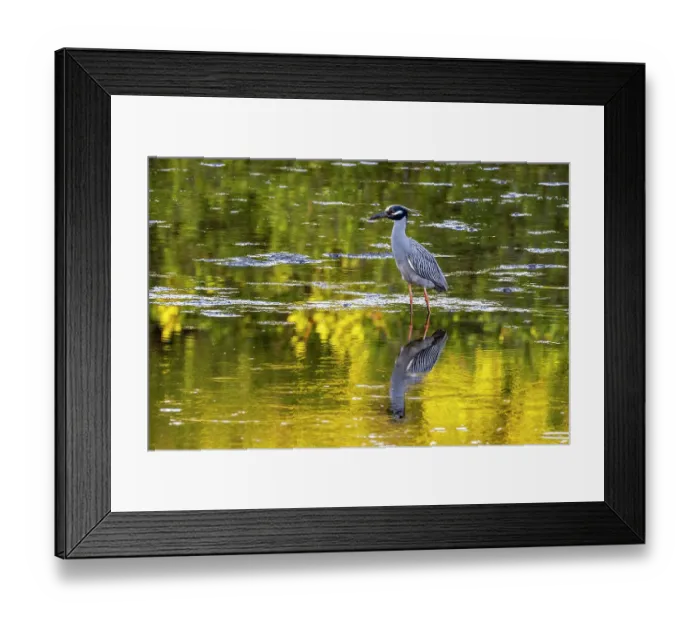 Framed Print : Yellow crowned night heron in Ding Darling National Wildlife Refuge on Sanibel Island, Florida, USA Framed Print : Yellow crowned night heron in Ding Darling National Wildlife Refuge on Sanibel Island, Florida, USA