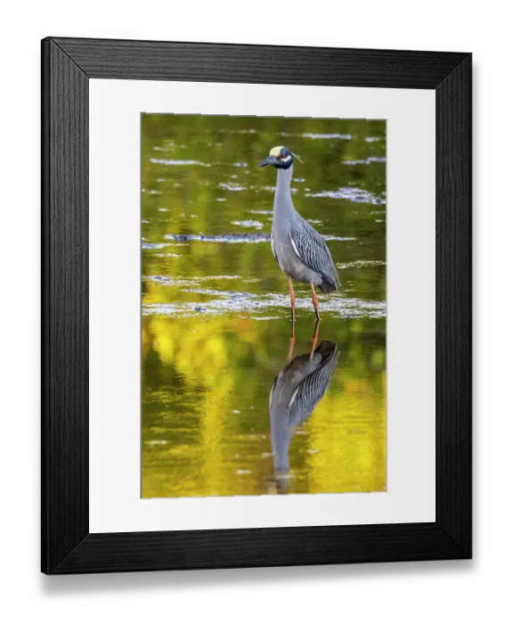 Framed Print : Yellow crowned night heron in Ding Darling National Wildlife Refuge on Sanibel Island, Florida, USA Framed Print : Yellow crowned night heron in Ding Darling National Wildlife Refuge on Sanibel Island, Florida, USA