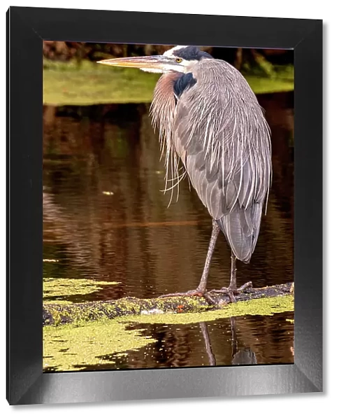 Great Blue Heron, Lakeland, Florida