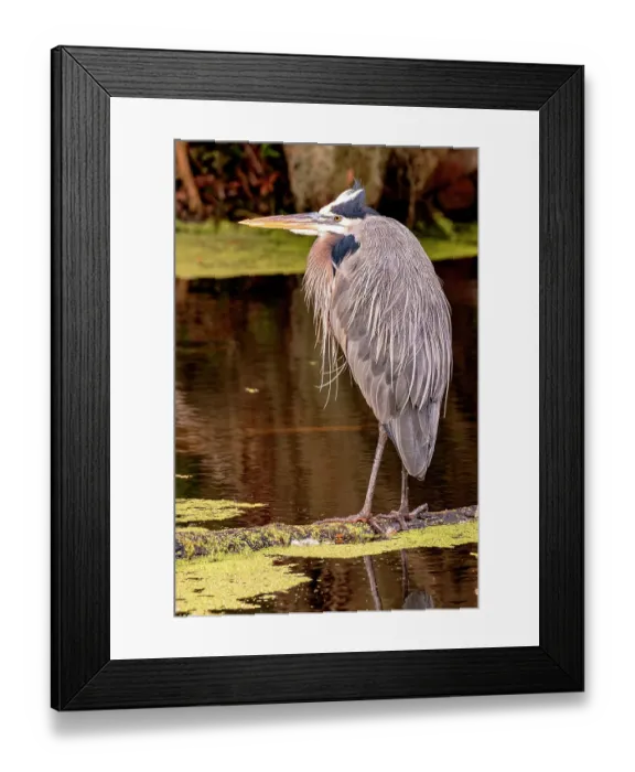 Framed Print : Great Blue Heron, Lakeland, Florida