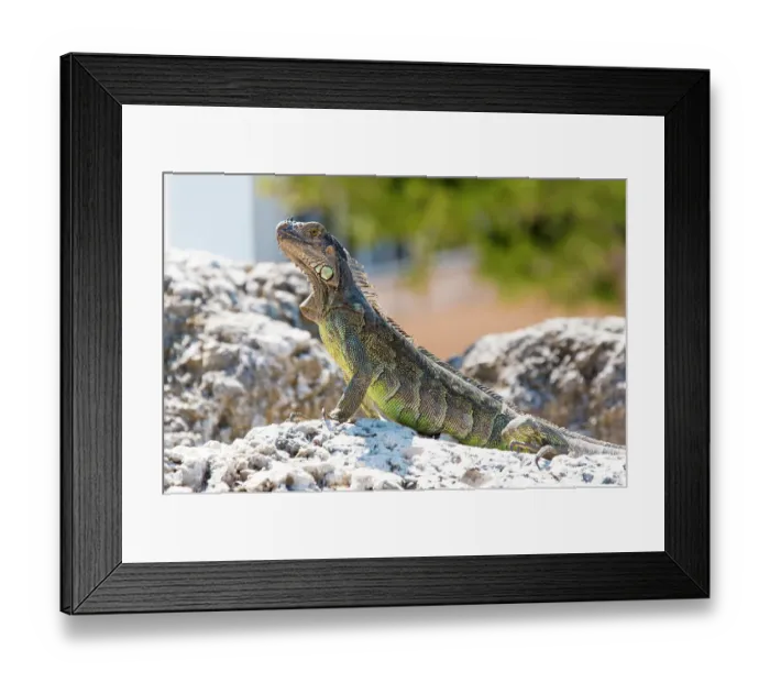 Framed Print : USA, Florida, Florida Keys, Key Largo. Green iguana strikes noble pose on bulkhead