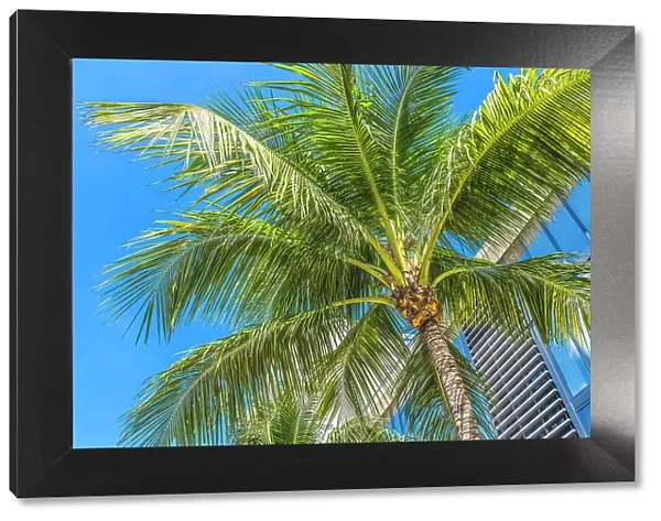 Palm tree fronds, Miami Beach, Florida