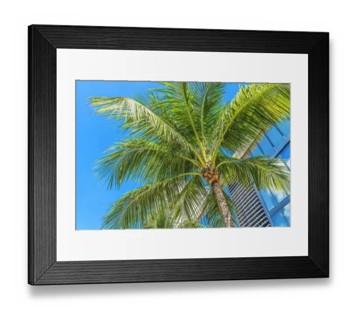 Framed Print : Palm tree fronds, Miami Beach, Florida Framed Print : Palm tree fronds, Miami Beach, Florida