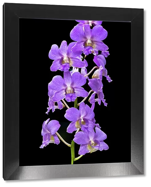 Purple Orchids black background, Honolulu, Hawaii