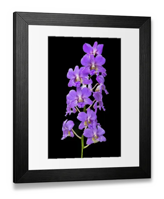 Framed Print : Purple Orchids black background, Honolulu, Hawaii Framed Print : Purple Orchids black background, Honolulu, Hawaii