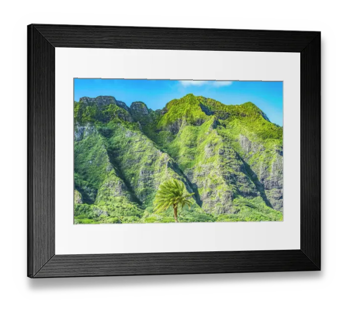 Framed Print : Palm tree, Ko?olau Regional Park, North Shore, Oahu, Hawaii
