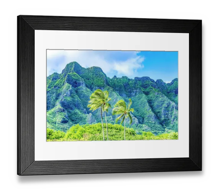 Framed Print : Palm trees, Ko?olau Regional Park, North Shore, Oahu, Hawaii Framed Print : Palm trees, Ko?olau Regional Park, North Shore, Oahu, Hawaii
