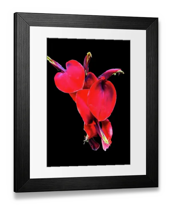 Framed Print : Red Coral Tree, Oahu, Hawaii Framed Print : Red Coral Tree, Oahu, Hawaii
