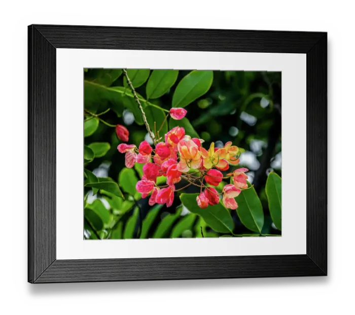 Framed Print : Rainbow shower tree, Oahu, North Shore, Hawaii Framed Print : Rainbow shower tree, Oahu, North Shore, Hawaii