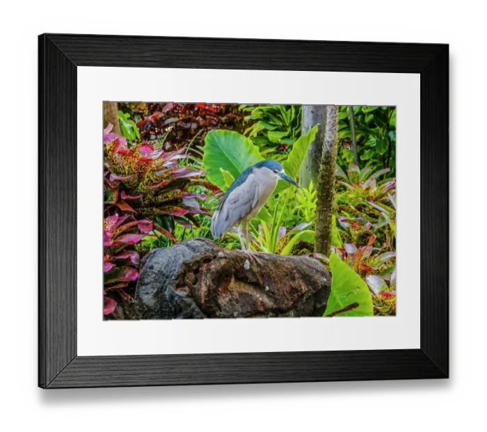 Framed Print : Black-Crowned Night Heron fishing, Waikiki, Honolulu, Hawaii