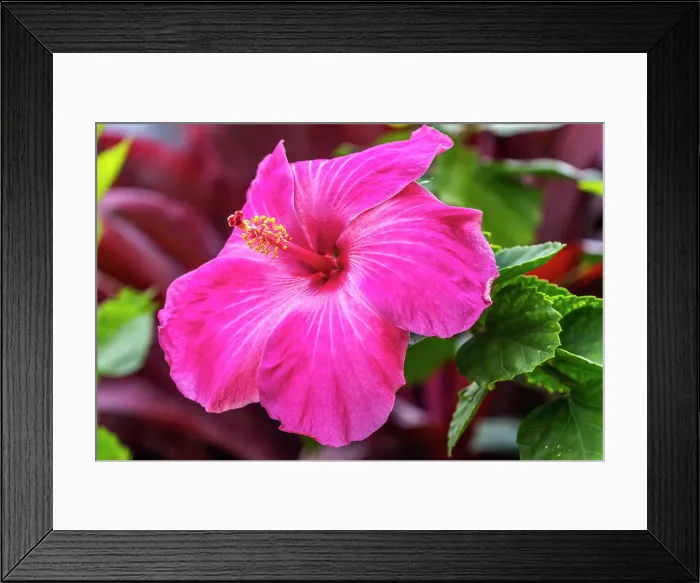 Framed Print : Hibiscus flowers, Oahu, Hawaii Framed Print : Hibiscus flowers, Oahu, Hawaii
