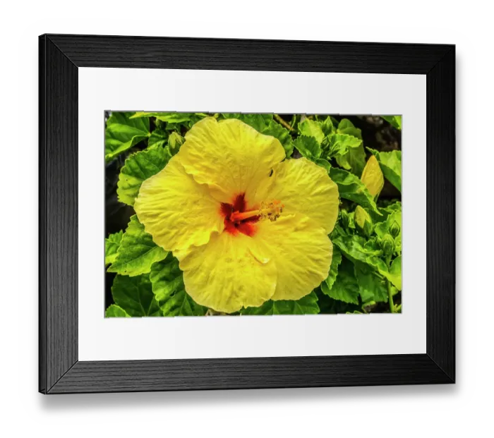 Framed Print : Hibiscus flowers, Waikiki, Oahu, Hawaii Framed Print : Hibiscus flowers, Waikiki, Oahu, Hawaii
