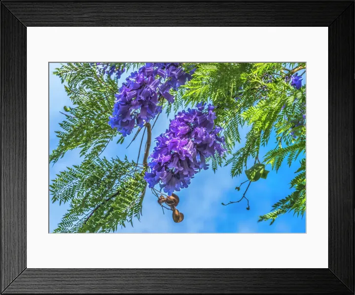 Framed Print : Blue Jacaranda flowers, Waikiki, Honolulu, Hawaii Framed Print : Blue Jacaranda flowers, Waikiki, Honolulu, Hawaii