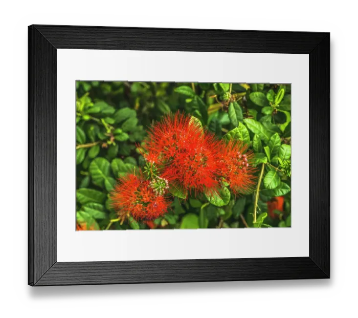 Framed Print : Red Ohia Lehua flower, Waikiki, Honolulu, Hawaii. Native to Hawaii Ohia trees considered sacred to Pele Hawaiian volcano goddess Framed Print : Red Ohia Lehua flower, Waikiki, Honolulu, Hawaii. Native to Hawaii Ohia trees considered sacred to Pele Hawaiian volcano goddess